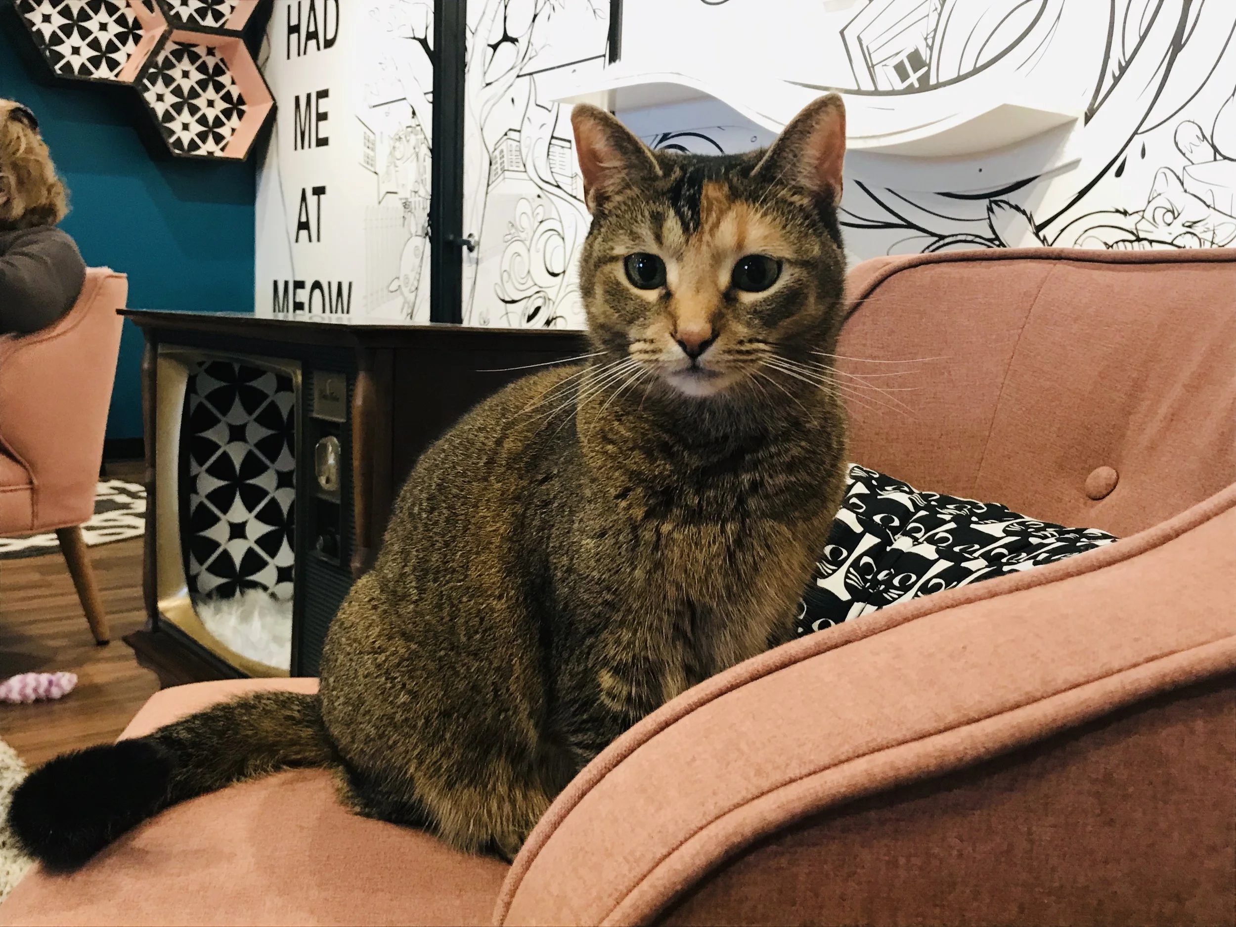 Catfeine Cat Cafe — The Neighbor's Cat